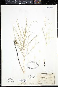 Equisetum × litorale image