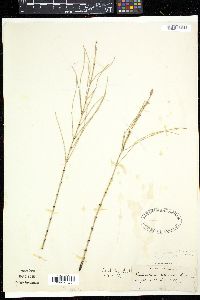 Equisetum × litorale image