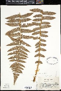 Polystichum braunii image