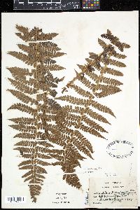 Polystichum braunii image