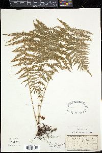 Thelypteris noveboracensis image