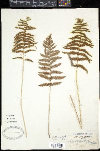 Dryopteris thelypteris image