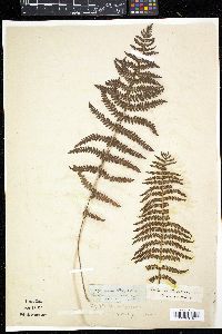 Dryopteris thelypteris image