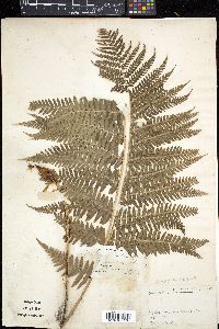 Dryopteris filix-mas image