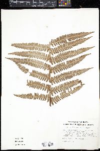 Dryopteris filix-mas image