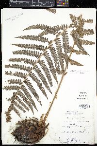 Dryopteris filix-mas image