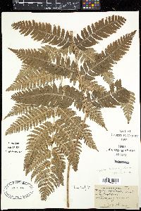 Dryopteris goldieana image