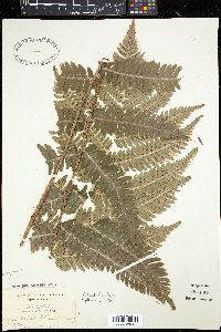 Dryopteris goldieana image