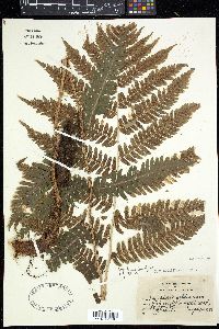 Dryopteris goldieana image
