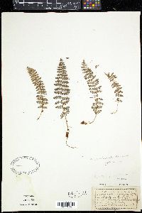 Dryopteris fragrans image