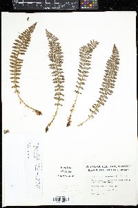 Dryopteris fragrans image