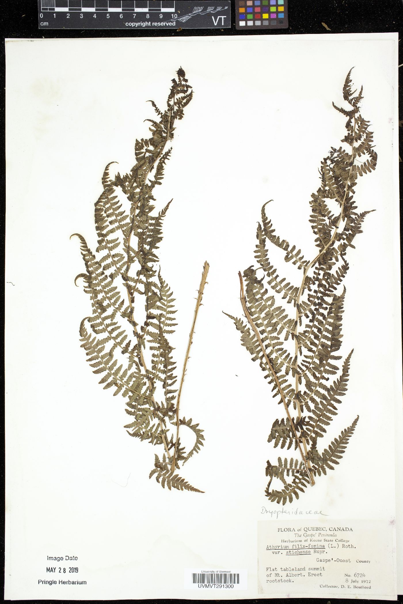 Athyrium filix-femina var. sitchense image