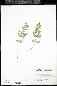Cystopteris tenuis image
