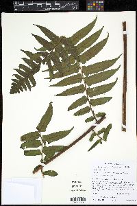 Dennstaedtia arborescens image