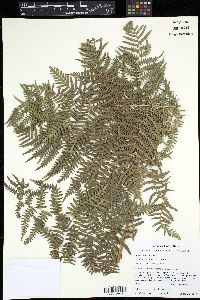 Pteridium caudatum image
