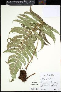 Polystichum concinnum image