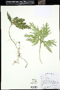 Selaginella arthritica image