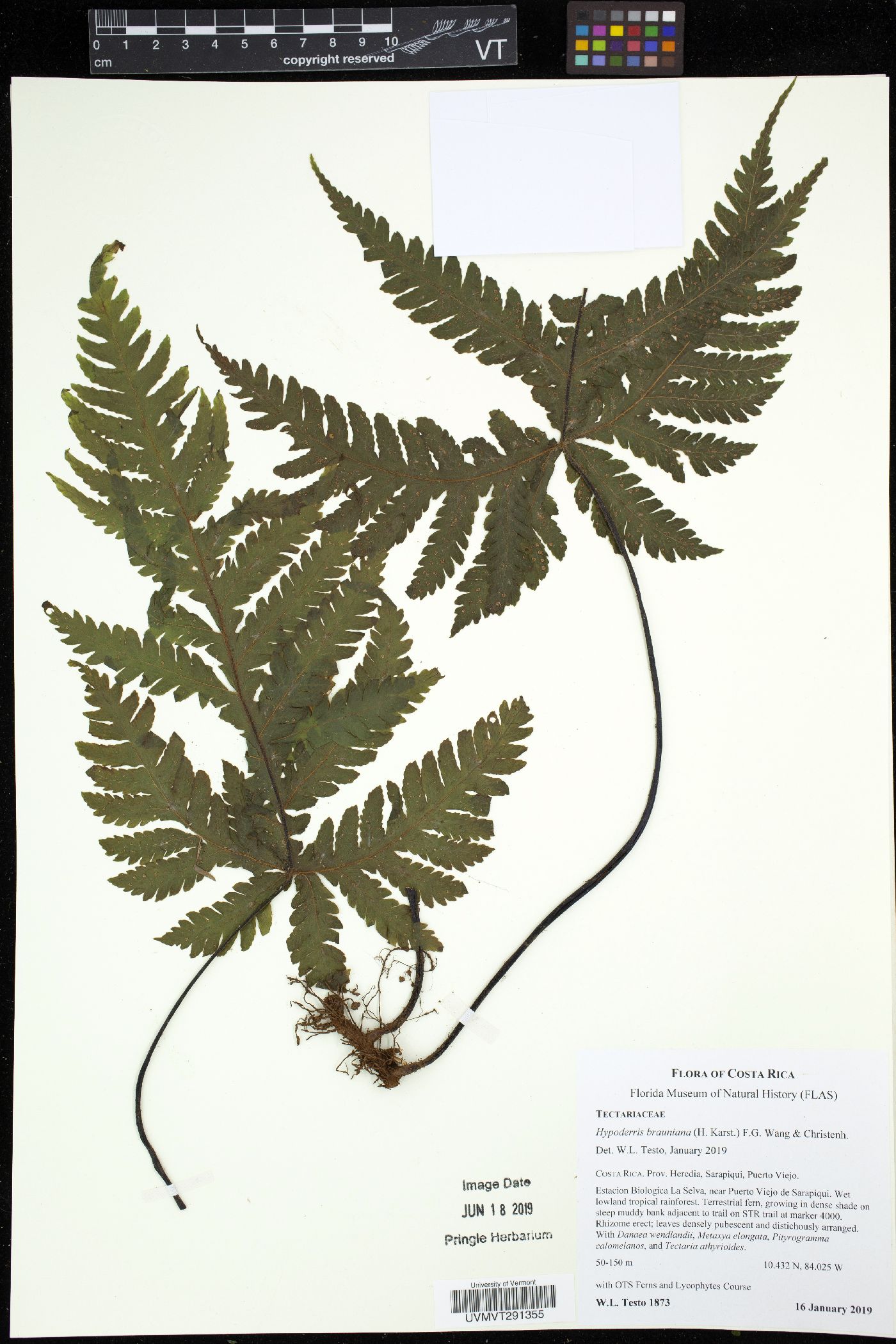 Hypoderris brauniana image