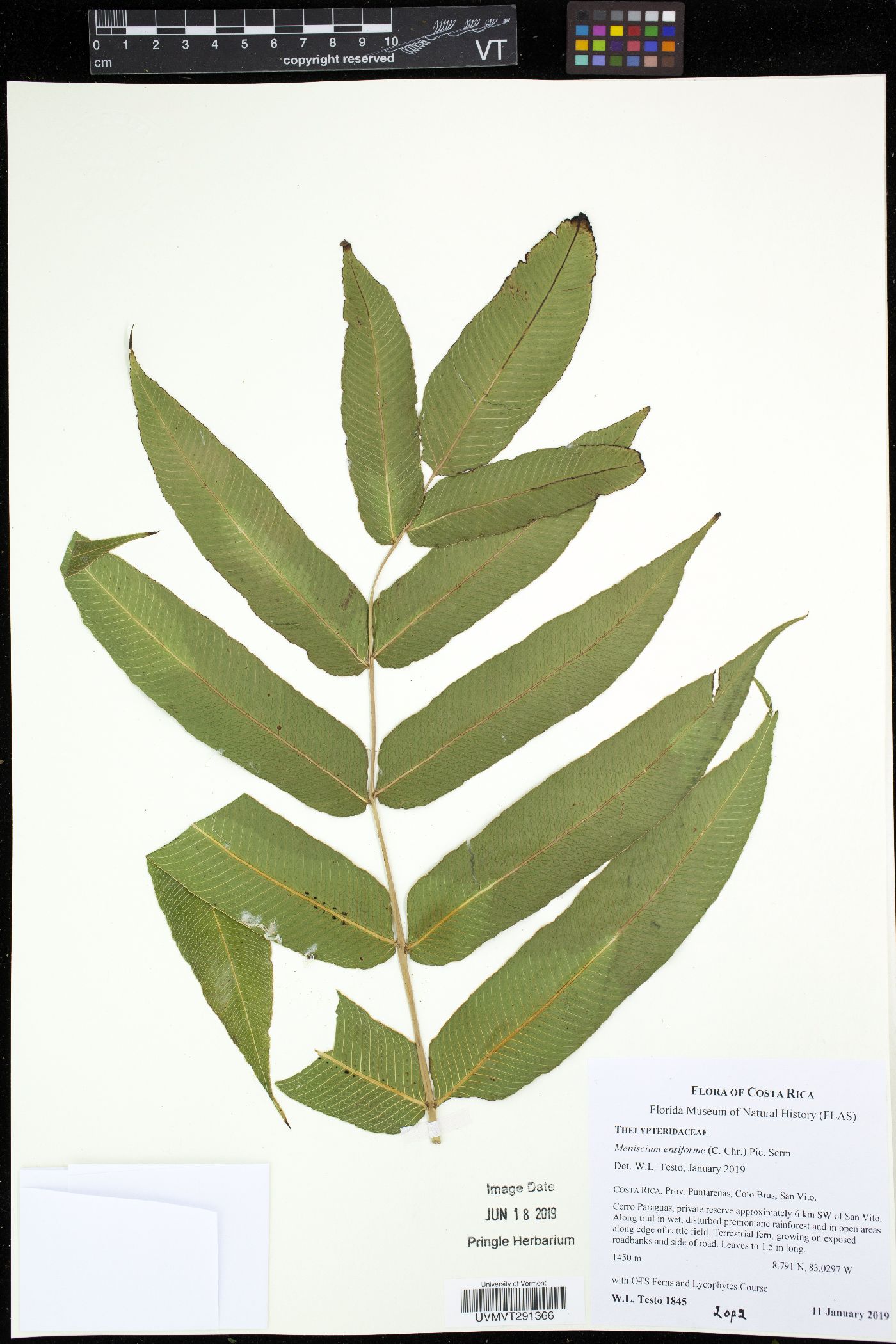 Meniscium ensiforme image
