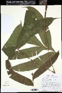 Desmophlebium lechleri image