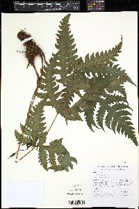 Tectaria cicutaria image