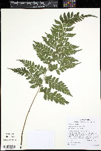 Saccoloma inaequale image