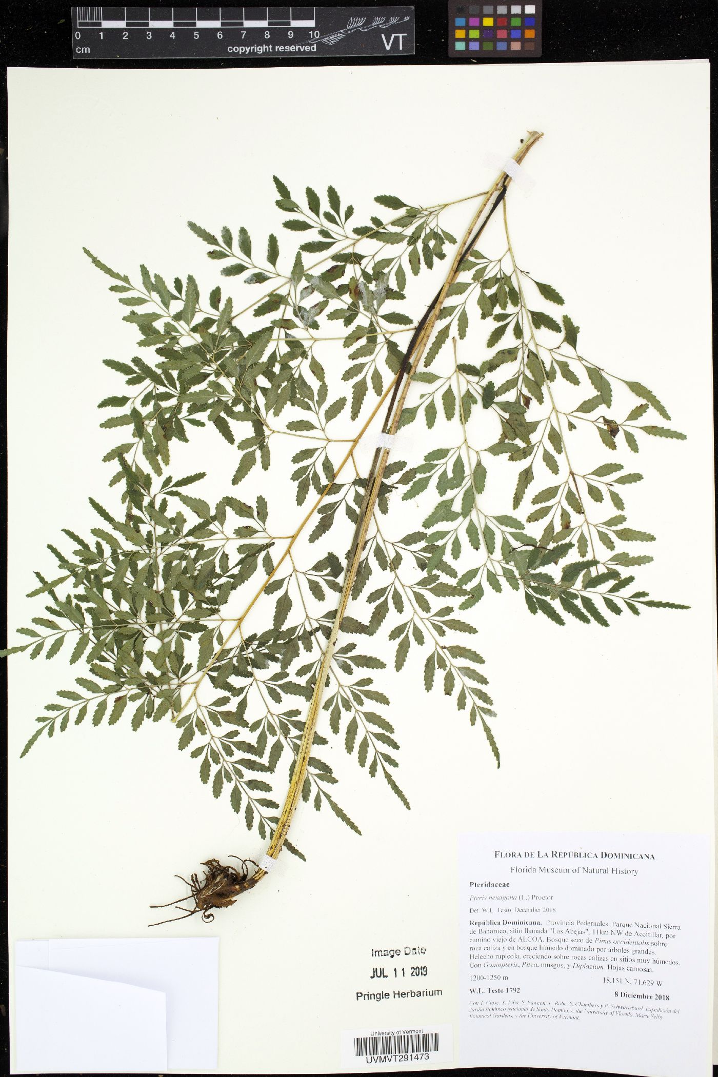 Pteris hexagona image