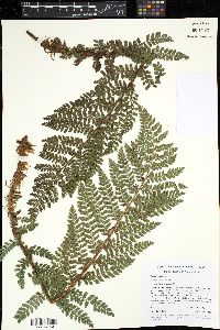 Polystichum platyphyllum image