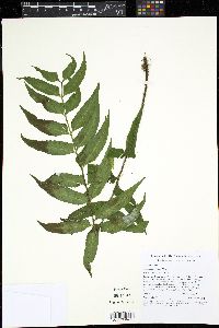 Asplenium feei image