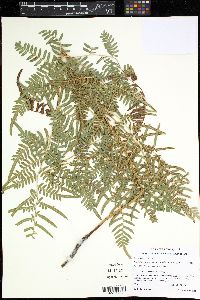Pteridium aquilinum subsp. pseudocaudatum image