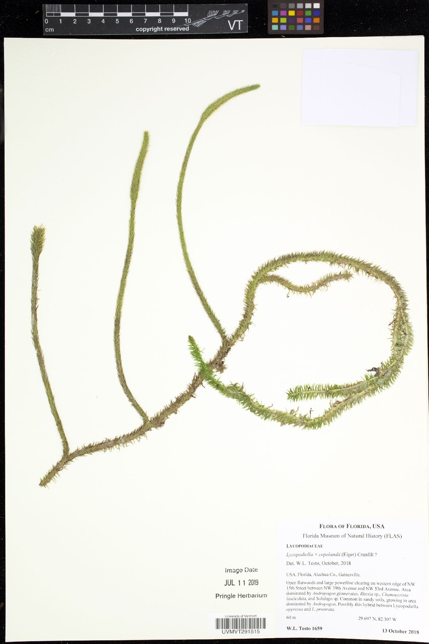 Lycopodiella x copelandii image