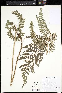 Polystichum concinnum image