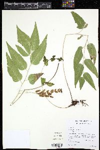 Anemia speciosa image
