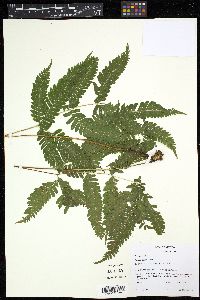 Pteris plumula image