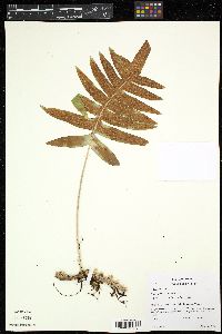Media resource of Polypodium arcanum