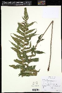 Thelypteris dentata image