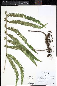 Thelypteris ovata image