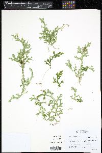 Selaginella flexuosa image