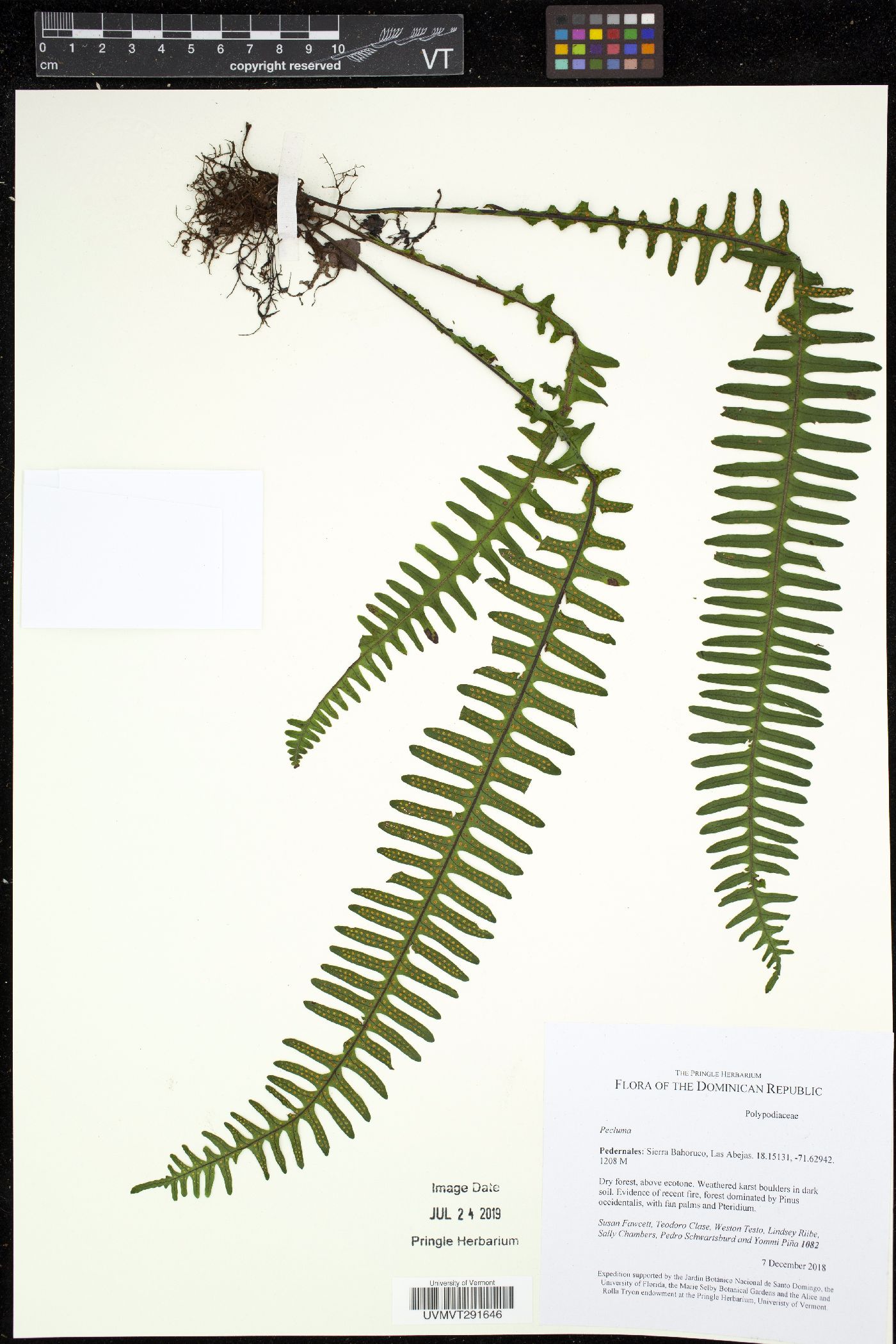 Pecluma consimilis image