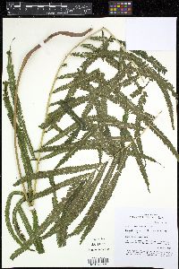 Media resource of Christella grandis