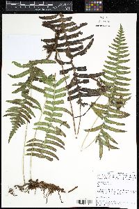 Serpocaulon falcaria image