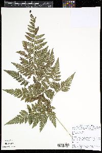 Parapolystichum effusum image