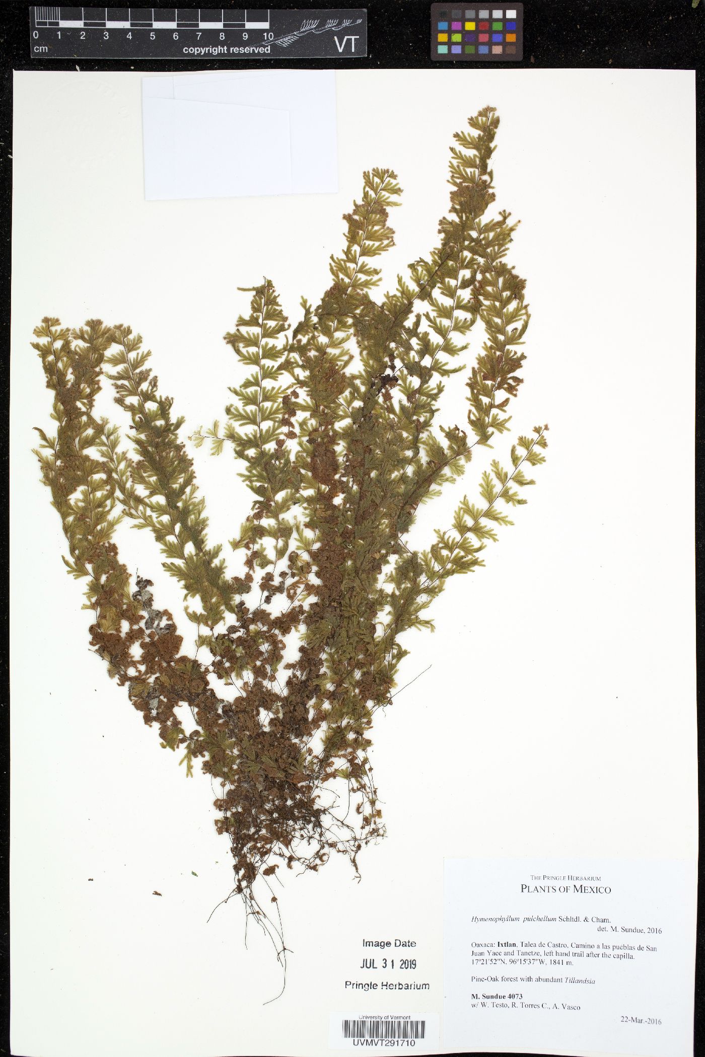 Hymenophyllum pulchellum image