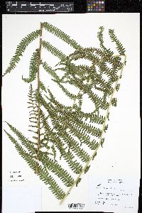 Thelypteris rudis image