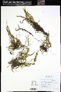Hymenophyllum fendlerianum image