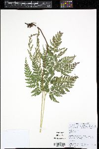 Anemia phyllitidis image