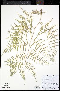 Pteridium caudatum image