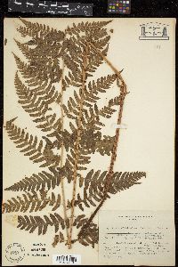 Dryopteris clintoniana image