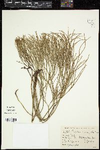 Psilotum nudum image