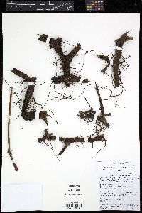 Dennstaedtia arborescens image